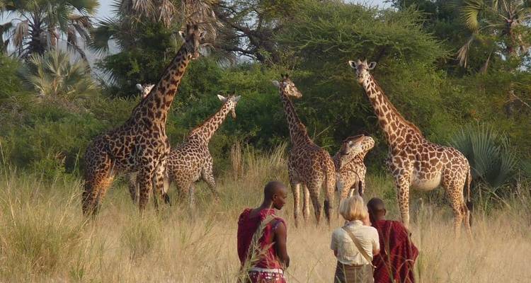 People observing giraffes in a grassy area with trees