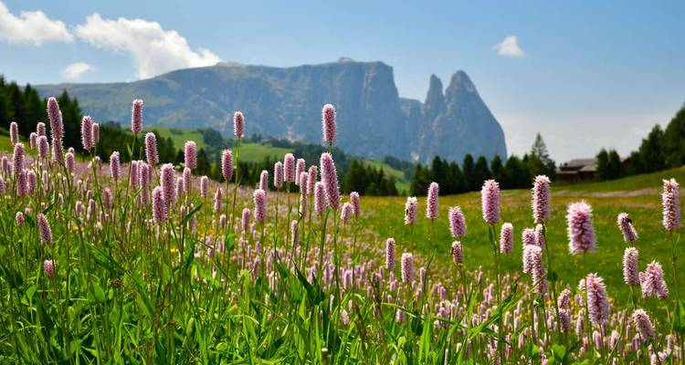 Randonnée dans les Dolomites - Campitello - Explore! 7