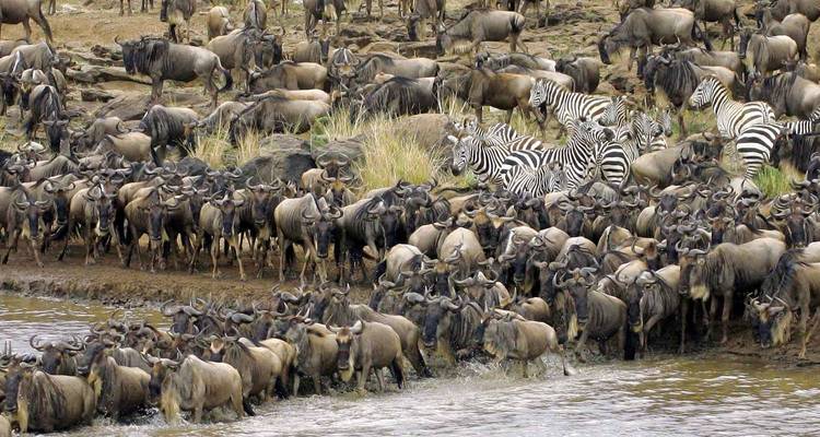 Herden von Gnus und Zebras überqueren einen Fluss.