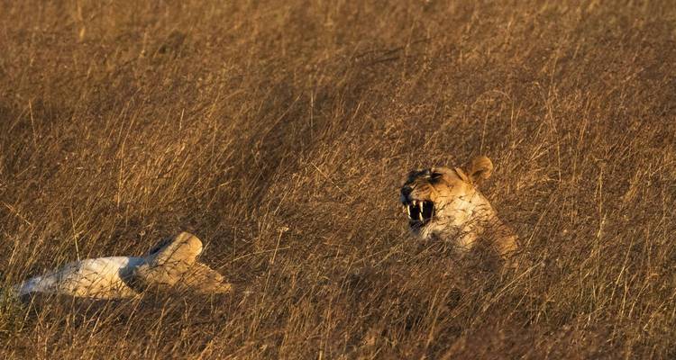 Two lions resting in tall golden grass during sunset.