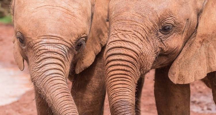 Close-up of two young elephants standing close together.