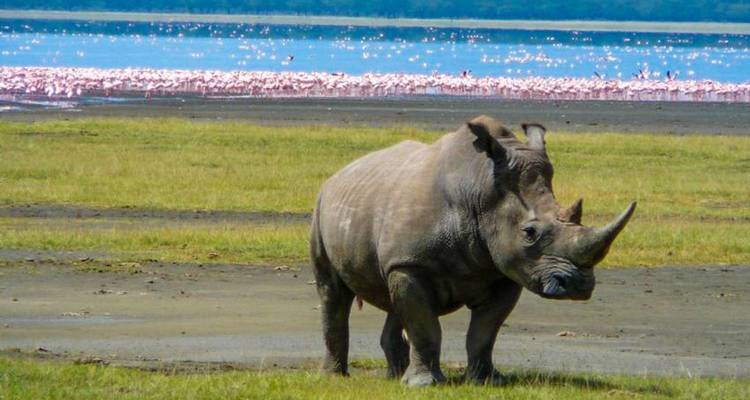 Rhino standing near a lake with flamingos.