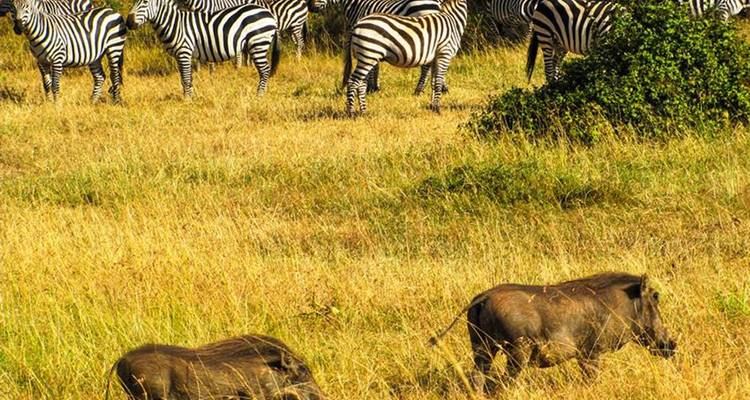 Zebras und Warzenschweine grasen in einer Savanne.