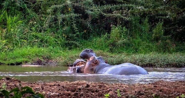 Nilpferd in einem Wasserloch zwischen Grünzeug.
