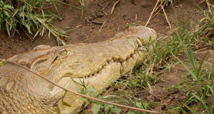 6 jours Masai Mara - L. Nakuru - Amboseli Classic Budget Safari - Kilimanjaro Wonders Expedition Safari 3