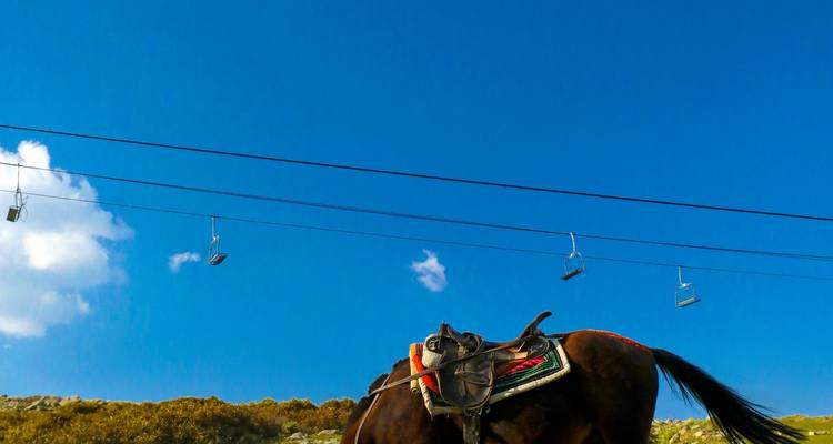 Cheval avec une selle sous un ciel bleu dégagé avec des téléphériques au-dessus.