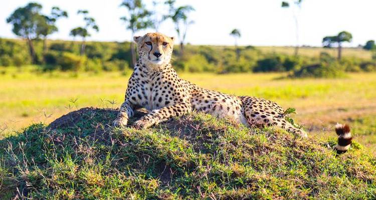 Cheetah lounging on a mound in a grassy savannah