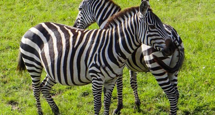 Two zebras standing in a grassy field