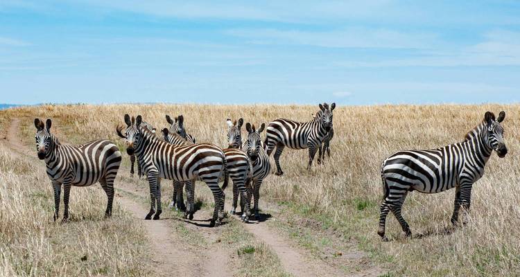 Herd of zebras crossing a dirt path in a savannah