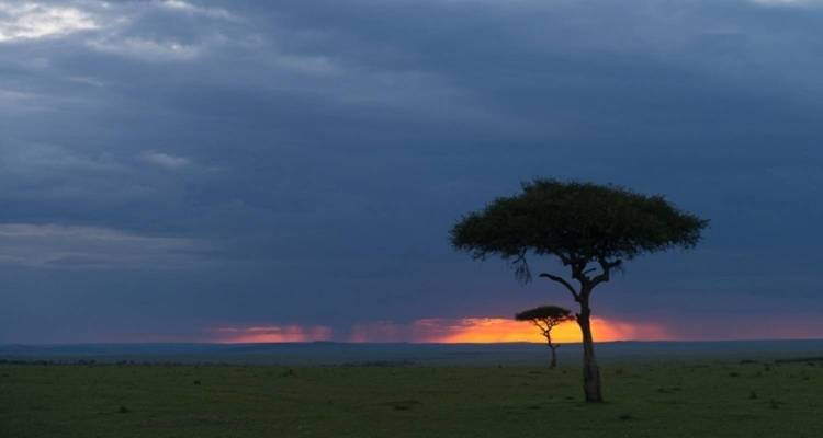 Ferner Horizont mit einem Baum, der sich gegen einen beeindruckenden Sonnenuntergang abzeichnet