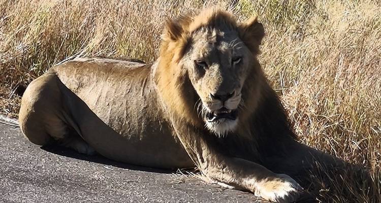5-Day Budget Kruger & Panorama Camping Adventure - Knap Tours Limited 1