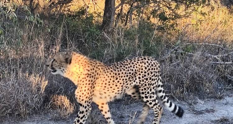 5-Day Budget Kruger & Panorama Camping Adventure - Knap Tours Limited 3