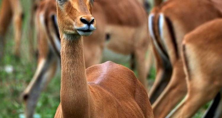 Nahaufnahme einer Antilopengruppe in der Savanne.