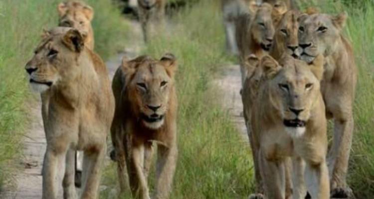 Rudel Löwen, die entlang eines grasbewachsenen Pfades gehen.