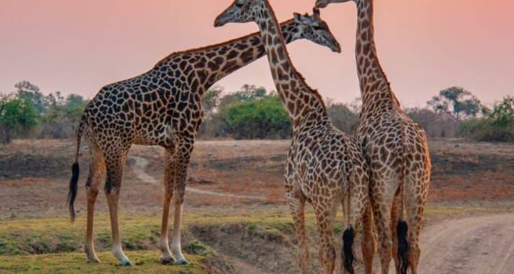 Drei Giraffen bei Sonnenuntergang in der Savanne.