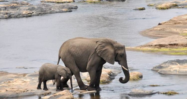 Elefant und Kalb waten durch seichte Flussstellen.