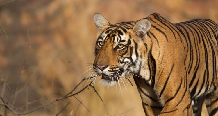 Circuit de luxe du Triangle d'Or avec Ranthambore et Varanasi dans un hôtel 5 étoiles -  Taj Voyages Tours  1