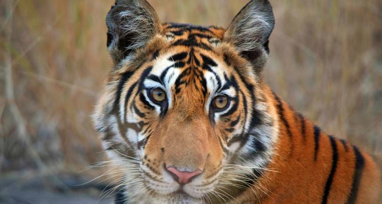 Circuit de luxe du Triangle d'Or avec Ranthambore et Varanasi dans un hôtel 5 étoiles -  Taj Voyages Tours  9