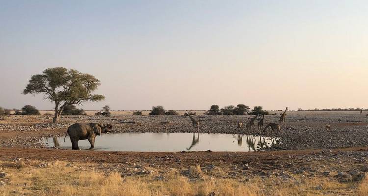 Safari de 5 jours dans la tribu Himba et à Etosha - Knap Tours Limited 2