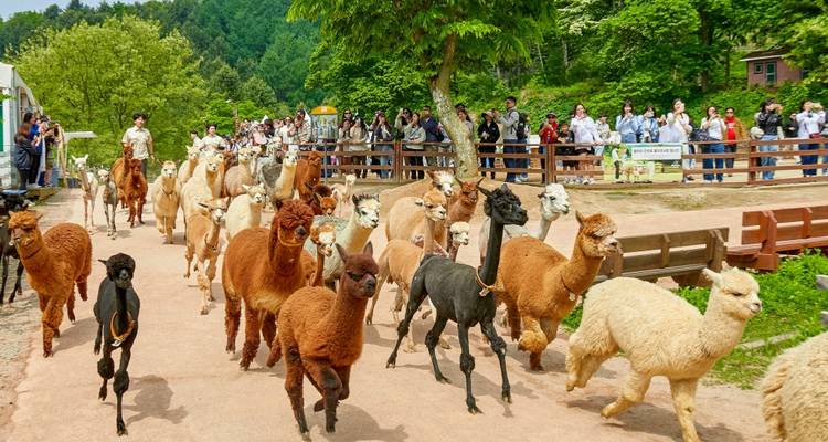 11 jours Découvrez le meilleur de la Corée et du Kyushu japonais (guide et chauffeur privés）Family Tour Customizable - UME Travel Co. Ltd 3