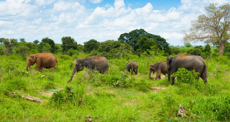 Elephants walking through a lush green landscape with a blue sky.