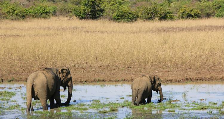 Two elephants standing in a wetland area surrounded by dry grass.