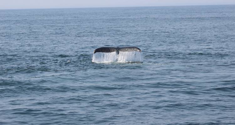 Whale tail emerging from the ocean.
