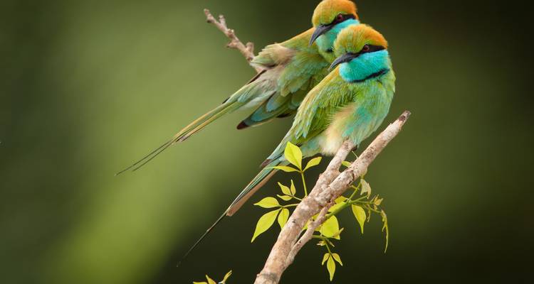 Two brightly colored birds perched on a branch.