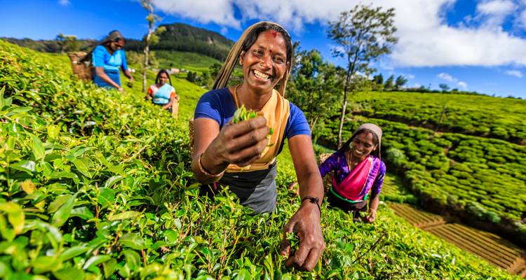 Tea plantation workers smiling and picking tea leaves.