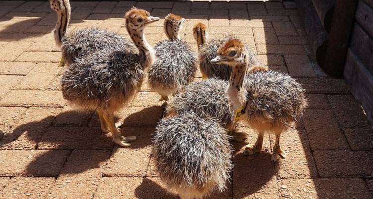 5-Day Garden Route & Addo Safari Adventure - Knap Tours Limited 2