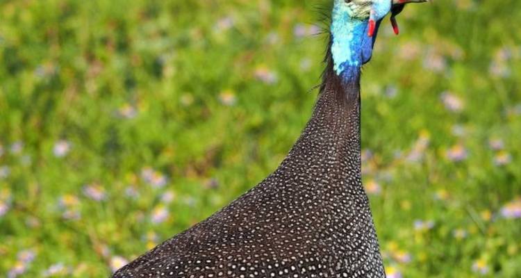 5-Day Garden Route & Addo Safari Adventure - Knap Tours Limited 8
