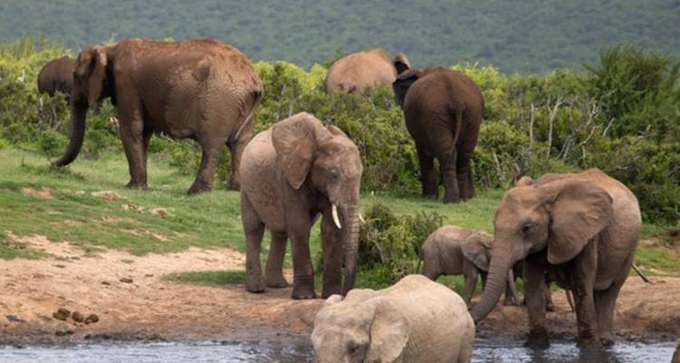 5-Day Garden Route & Addo Safari Adventure - Knap Tours Limited 9