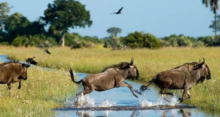 Safari de luxe de 5 jours aux chutes Victoria - Knap Tours Limited 7