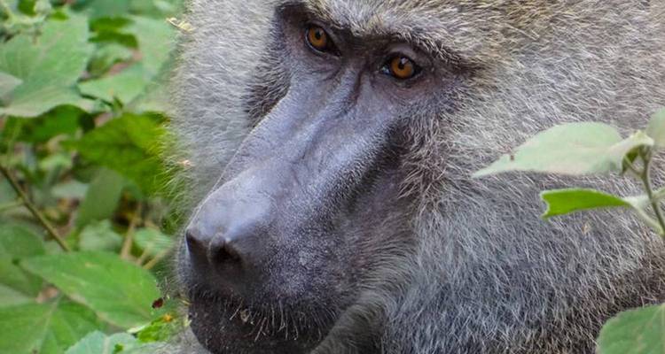 Gros plan d'un babouin dans un environnement naturel avec un feuillage luxuriant.