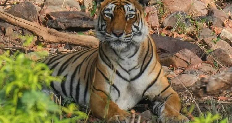 6 jours - Circuit privé de luxe Best Seller du Triangle d'Or avec safari faune et flore, tigre et léopard, et cours de cuisine, - India Golden Triangle Tours  1