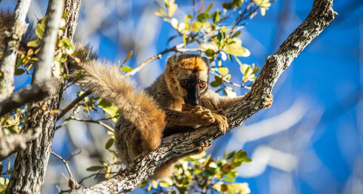 Un lémur de ojos brillantes se agarra a una rama de árbol contra un cielo azul vivido, la cola enroscada hacia atrás.
