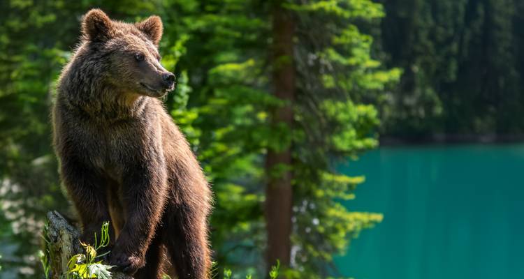 Best of the Canadian Rockies - Radventures Tours 2