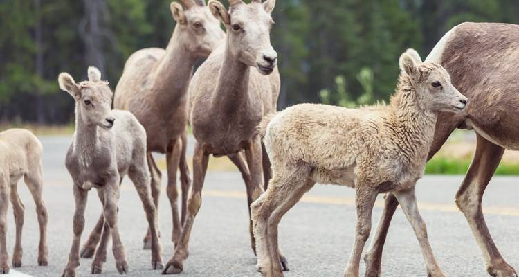Best of the Canadian Rockies - Radventures Tours 8