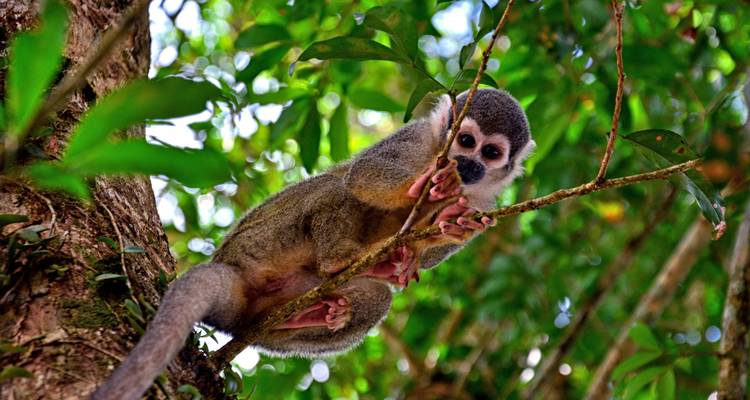 Yarina eco-lodge 5 jours - GUIDEcuador Travel 1