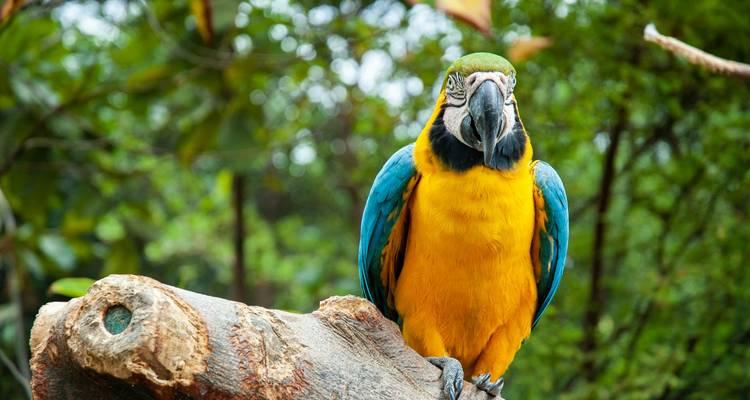 Yarina eco-lodge 5 jours - GUIDEcuador Travel 6