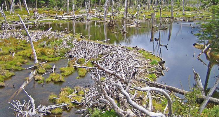 Étang tranquille entouré d'arbres et d'un barrage de castors.