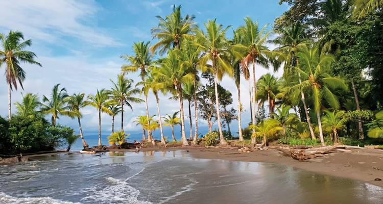 Palm tree-lined beach with waves and sunny skies.