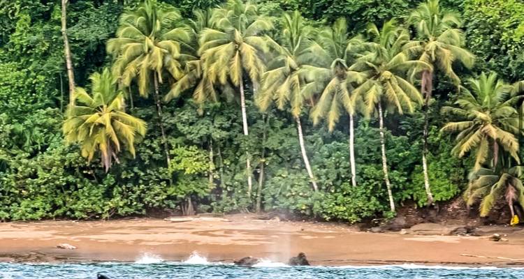 Coconut palms lining a secluded beach.