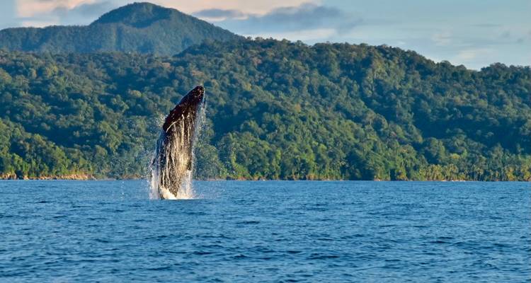 Ballena emergiendo cerca de una zona costera boscosa.