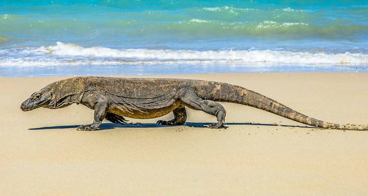 Komodo - 19 Days Adventure Tour - Chamaeleon 10