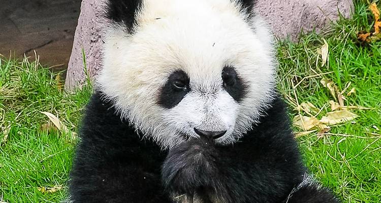 Panda sitzt auf Gras und knabbert an Bambus.