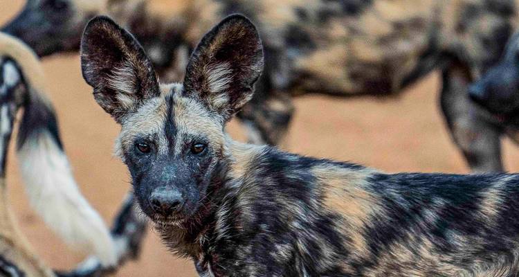 Gros plan d'un lycaon avec d'autres chiens sauvages en arrière-plan.