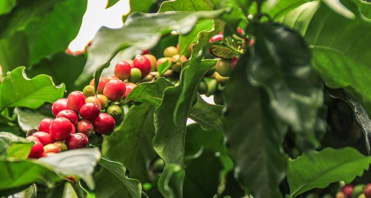 Gros plan de cerises de café rouges sur une branche.