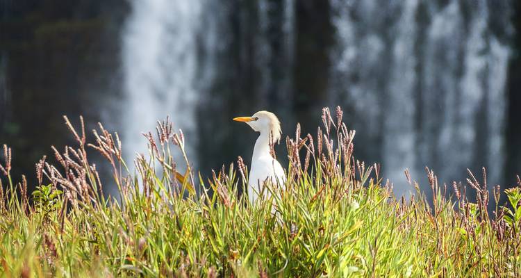 Oiseau blanc se tenant dans les hautes herbes avec une cascade en arrière-plan.