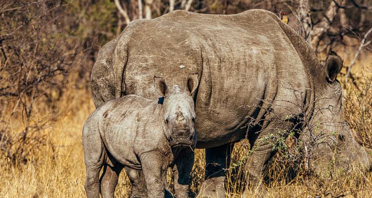 Rhinocéros et veau debout ensemble dans un paysage de savane.